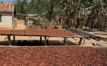 le régulateur est décidé à exclure les intermédiaires du commerce de cacao le régulateur est décidé à exclure les intermédiaires du commerce de cacao