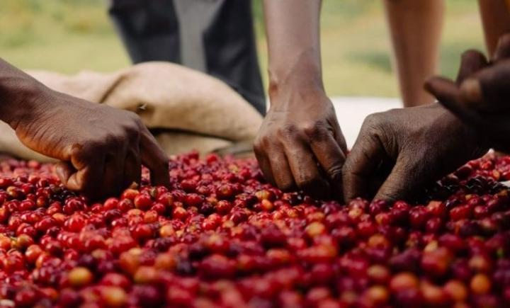 Le parlement autorise Ouattara à ratifier l'Accord portant création de l'Organisation Internationale du Café Le parlement autorise Ouattara à ratifier l'Accord portant création de l'Organisation Internationale du Café