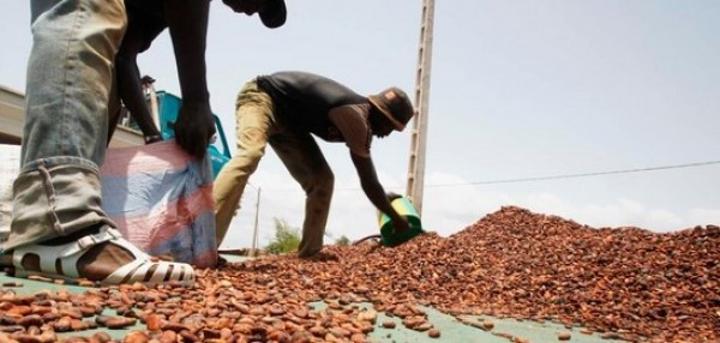 Filière café-cacao, le gouvernement va accorder des subventions aux exportateurs nationaux pour leur permettre d'être compétitifs sur les marchés Filière café-cacao, le gouvernement va accorder des subventions aux exportateurs nationaux pour leur permettre d'être compétitifs sur les marchés