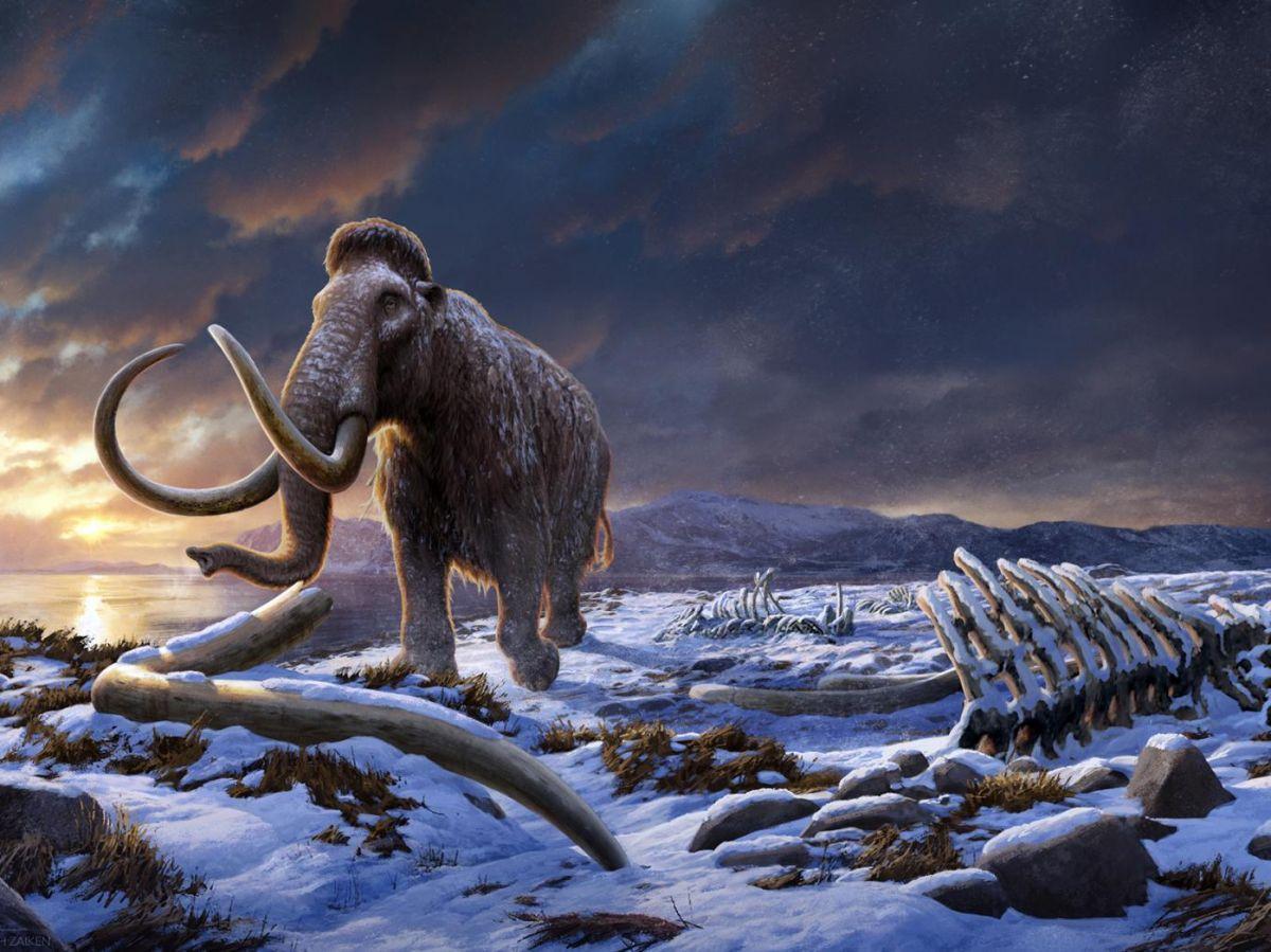 Désextinction des espèces : des chromosomes fossiles de mammouths retrouvés, une nouvelle ère génétique commence Désextinction des espèces : des chromosomes fossiles de mammouths retrouvés, une nouvelle ère génétique commence