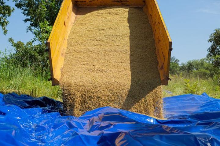 Filière Riz, la CPU-PMU.CI veut être représentée dans les instances de décision et de gestion du projet, un courrier adressé à Ouattara Filière Riz, la CPU-PMU.CI veut être représentée dans les instances de décision et de gestion du projet, un courrier adressé à Ouattara
