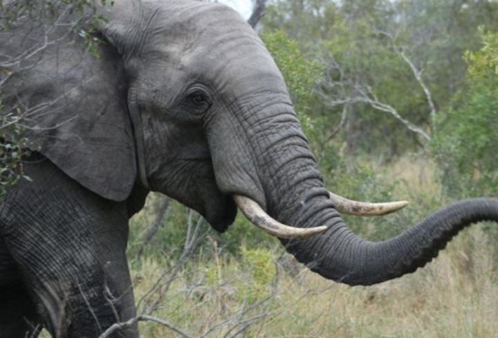 La pose de collier GPS sur un éléphant manque de virer au drame, l'animal meurt et le vétérinaire blessé La pose de collier GPS sur un éléphant manque de virer au drame, l'animal meurt et le vétérinaire blessé