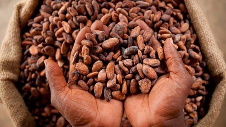 Campagne principale de commercialisation du Cacao 2024-2025, le Conseil fait des précisions sur les dispositions Campagne principale de commercialisation du Cacao 2024-2025, le Conseil fait des précisions sur les dispositions