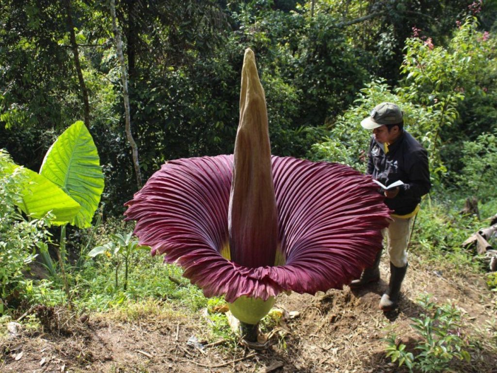 Des scientifiques percent les secrets du "pénis de titan", plante — free download