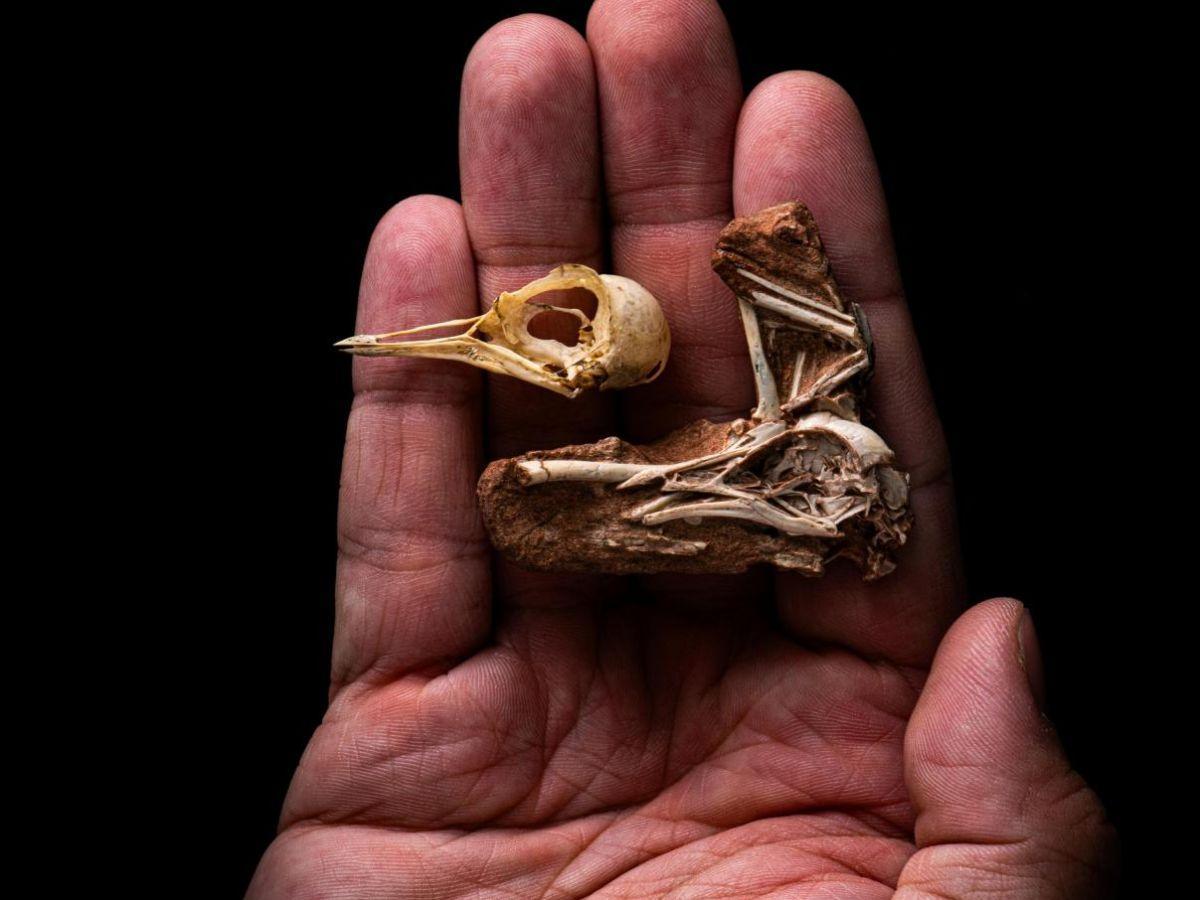 Un fossile dans un état de conservation exceptionnel éclaire l'évolution du crâne et du cerveau des oiseaux Un fossile dans un état de conservation exceptionnel éclaire l'évolution du crâne et du cerveau des oiseaux