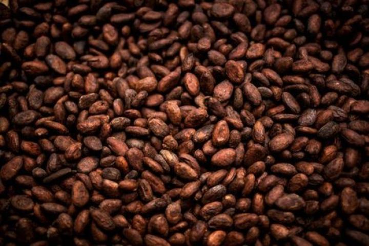 Man, plus de 4000 tonnes de cacao détournés vers la Guinée et le Libéria chaque semaine, les syndicats de producteurs tirent la sonnette d'alarme Man, plus de 4000 tonnes de cacao détournés vers la Guinée et le Libéria chaque semaine, les syndicats de producteurs tirent la sonnette d'alarme