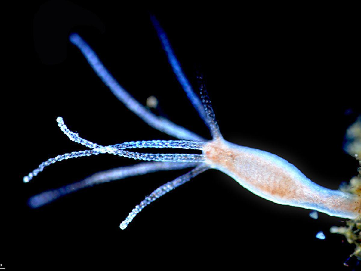 Créer une hydre à deux têtes : quand la science dépasse le mythe Créer une hydre à deux têtes : quand la science dépasse le mythe