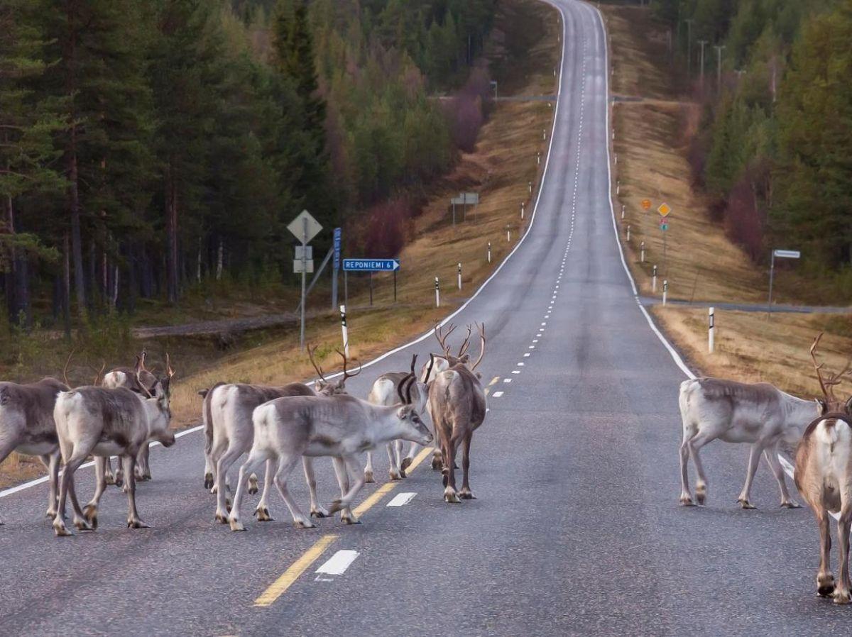 Ces caribous ont effectué un déplacement impressionnant pour s'adapter au climat Ces caribous ont effectué un déplacement impressionnant pour s'adapter au climat