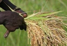 Depuis Paris, Adjoumani assure que le pays pourra atteindre les objectifs d’autosuffisance fin 2026 Depuis Paris, Adjoumani assure que le pays pourra atteindre les objectifs d'autosuffisance fin 2026