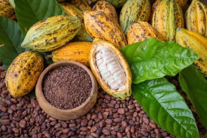 Filière café cacao, l'ONPCC-CI accusée d'exercer dans l'illégalité, ce que dit l'article 8 de l'ordonnance N°2024-368 du 12 juin 2024 Filière café cacao, l'ONPCC-CI accusée d'exercer dans l'illégalité, ce que dit l'article 8 de l'ordonnance N°2024-368 du 12 juin 2024