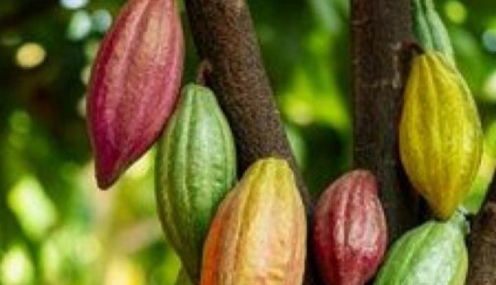 Café-cacao, des observateurs remettent en cause l'efficacité et l'équité du processus d'enrôlement des producteurs initié par l'ONPCC-CI Café-cacao, des observateurs remettent en cause l'efficacité et l'équité du processus d'enrôlement des producteurs initié par l'ONPCC-CI
