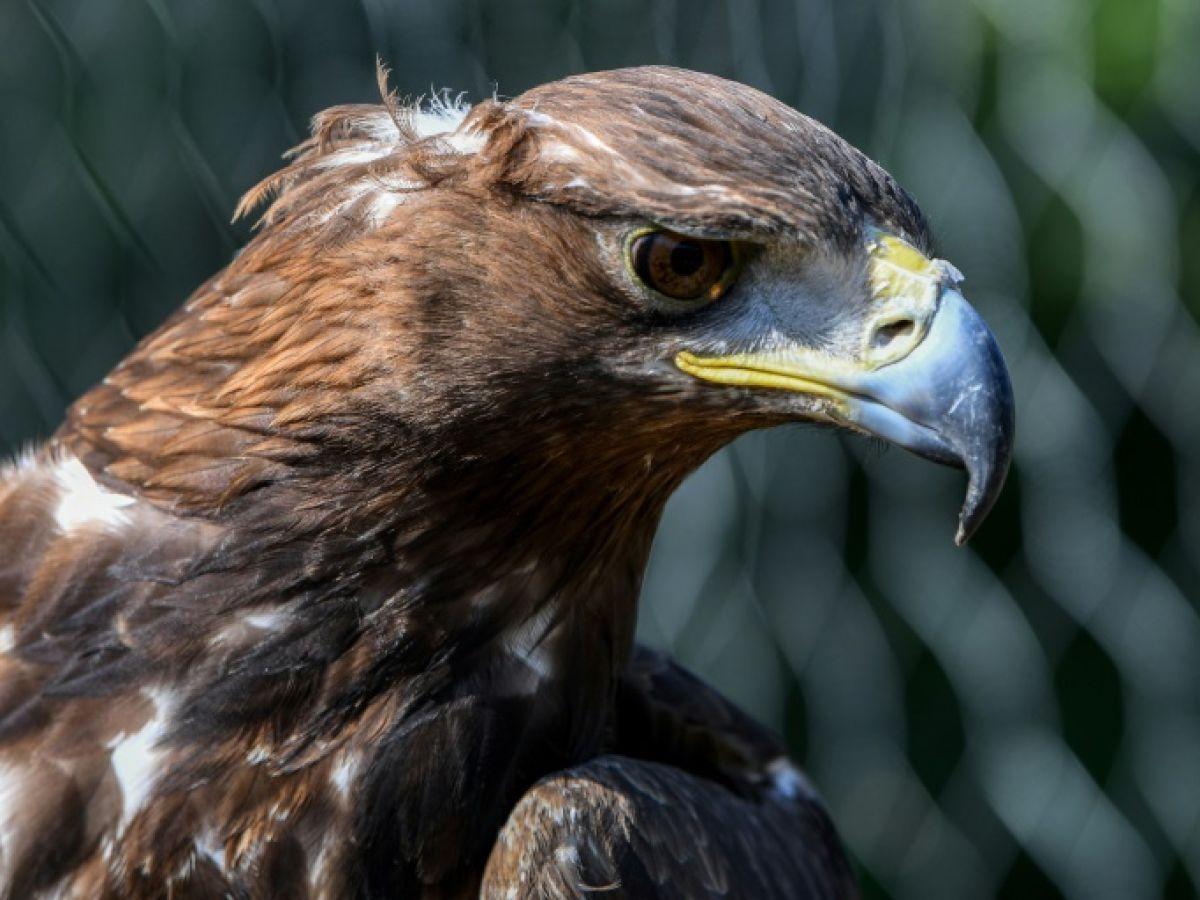 Mort d'un aigle royal percuté par une éolienne : la justice doit trancher sur la responsabilité du gestionnaire du parc Mort d'un aigle royal percuté par une éolienne : la justice doit trancher sur la responsabilité du gestionnaire du parc