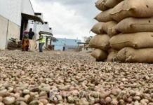 Campagne de Commercialisation de la noix brute de cajou, une prévision de 1 150 000 tonnes attendues pour 2025 Campagne de Commercialisation de la noix brute de cajou, une prévision de 1 150 000 tonnes attendues pour 2025