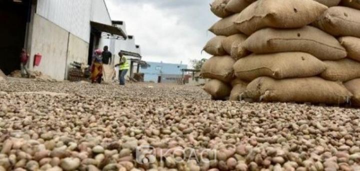 Campagne de Commercialisation de la noix brute de cajou, une prévision de 1 150 000 tonnes attendues pour 2025 Campagne de Commercialisation de la noix brute de cajou, une prévision de 1 150 000 tonnes attendues pour 2025