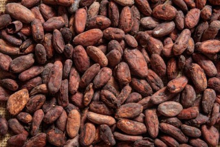 Mise en place de l'OIA café-cacao, le projet à l'épreuve des coopératives fictives et des opérateurs économiques véreux du secteur Mise en place de l'OIA café-cacao, le projet à l'épreuve des coopératives fictives et des opérateurs économiques véreux du secteur