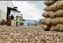 La campagne 2025 de l’anacarde s’annonce fructueuse, déjà 1.110.000 tonnes de noix brutes déchargées dans les ports et usines La campagne 2025 de l'anacarde s'annonce fructueuse, déjà 1.110.000 tonnes de noix brutes déchargées dans les ports et usines