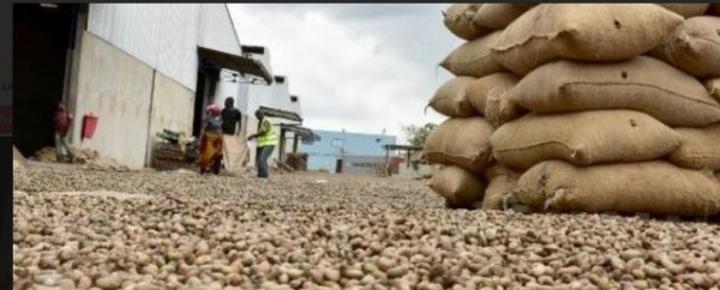 La campagne 2025 de l'anacarde s'annonce fructueuse, déjà 1.110.000 tonnes de noix brutes déchargées dans les ports et usines La campagne 2025 de l'anacarde s'annonce fructueuse, déjà 1.110.000 tonnes de noix brutes déchargées dans les ports et usines