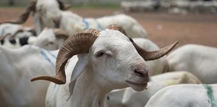 Tabaski, les autorités rassurent sur l'approvisionnement en ovins, 20.000 têtes en provenance de Ndjamena pour renforcer le marché Tabaski, les autorités rassurent sur l'approvisionnement en ovins, 20.000 têtes en provenance de Ndjamena pour renforcer le marché