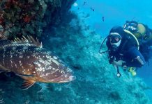 Des aires marines protégées, mais pas assez Des aires marines protégées, mais pas assez