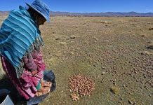 Une étude révèle que la pomme de terre descend de la tomate Une étude révèle que la pomme de terre descend de la tomate