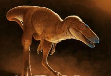 Ancêtre Du T-Rex Découvert Dans Un Institut Mongol Ancêtre Du T-Rex Découvert Dans Un Institut Mongol