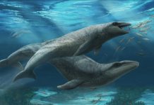 Baleine préhistorique révèle ses secrets de requin Baleine préhistorique révèle ses secrets de requin