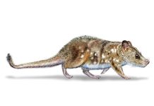 Fossile de mammifère découvert au Chili avec dinosaures Fossile de mammifère découvert au Chili avec dinosaures