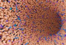 Les Grandes Découvertes Du Microbiote Dans Les Années 2000 Les Grandes Découvertes Du Microbiote Dans Les Années 2000