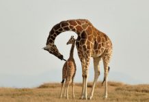 Girafes: Quatre Espèces Distinctes Confirmées Girafes: Quatre Espèces Distinctes Confirmées