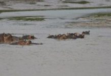 Tragédie Sur Le Fleuve Sassandra, 11 Disparus Après Chavirement Tragédie Sur Le Fleuve Sassandra, 11 Disparus Après Chavirement