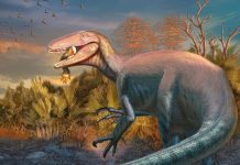 Ultime Prédateur de Patagonie Avant Extinction des Dinosaures Ultime Prédateur de Patagonie Avant Extinction des Dinosaures