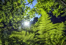 Photosynthèse: Explication d’une Asymétrie Fondamentale Photosynthèse: Explication d'une Asymétrie Fondamentale