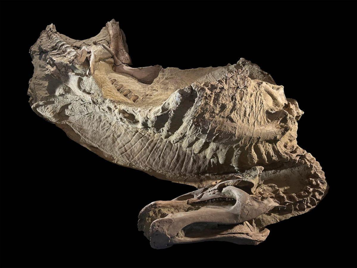 Momies de dinosaures du Wyoming ne sont pas des momies Momies de dinosaures du Wyoming ne sont pas des momies