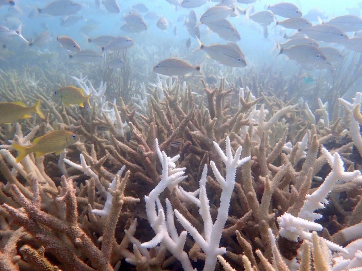 Coraux de Floride Fonctionnellement Éteints par Réchauffement Coraux de Floride Fonctionnellement Éteints par Réchauffement
