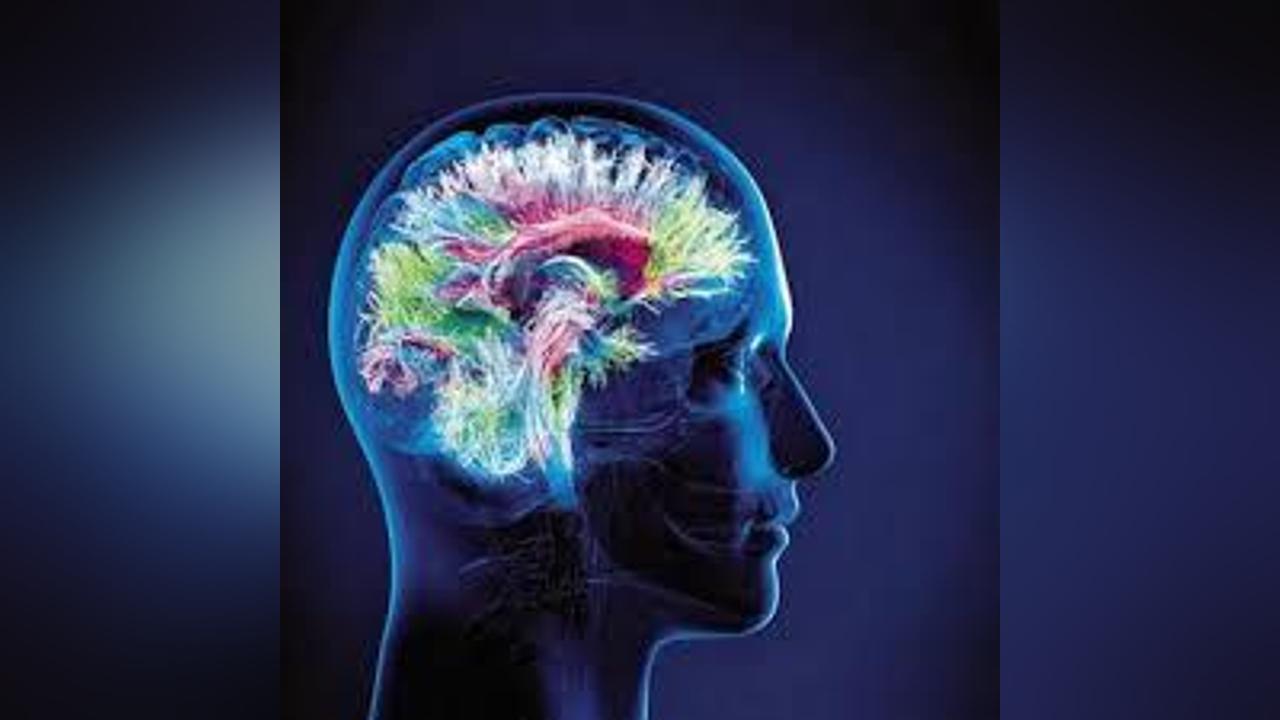 Mémoire et Cerveau: Action et Images Mémoire et Cerveau: Action et Images