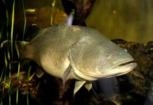 Record Inattendu de Nage d’une Morue en Australie Record Inattendu de Nage d'une Morue en Australie