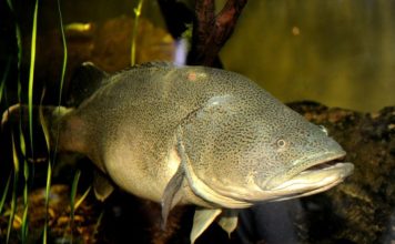 Record Inattendu de Nage d’une Morue en Australie Record Inattendu de Nage d'une Morue en Australie