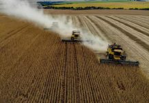 Soja: Pilier Invisible de l’Élevage Industriel Mondial Soja: Pilier Invisible de l'Élevage Industriel Mondial