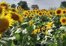 Niakara: Culture du Tournesol, Potentiel Économique Niakara: Culture du Tournesol, Potentiel Économique