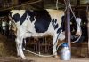 Africa’s Dairy Equation: Increased Milk and Imports Africa's Dairy Equation: Increased Milk and Imports