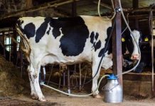 Africa’s Dairy Equation: Increased Milk and Imports Africa's Dairy Equation: Increased Milk and Imports