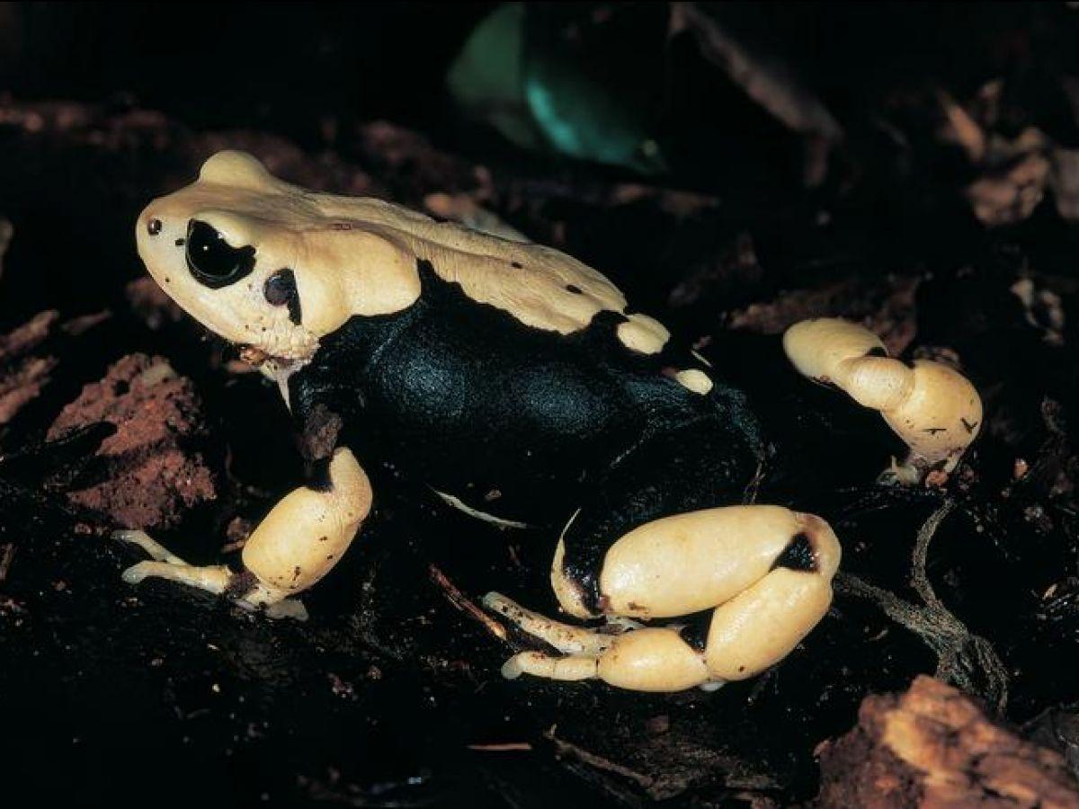 Crapauds Exceptionnels Ne Deviendront Jamais Têtards Crapauds Exceptionnels Ne Deviendront Jamais Têtards