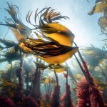 Les Promesses De La Pompe Océanique Les Promesses De La Pompe Océanique