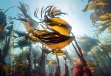 Les Promesses De La Pompe Océanique Les Promesses De La Pompe Océanique