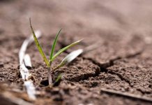 Microbiote du sol et adaptation des plantes aux sécheresses Microbiote du sol et adaptation des plantes aux sécheresses