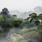 CO2 Favorise Croissance des Arbres en Amazonie CO2 Favorise Croissance des Arbres en Amazonie