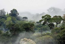 CO2 Favorise Croissance des Arbres en Amazonie CO2 Favorise Croissance des Arbres en Amazonie