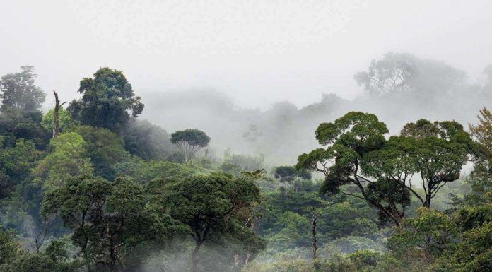 CO2 Favorise Croissance des Arbres en Amazonie CO2 Favorise Croissance des Arbres en Amazonie