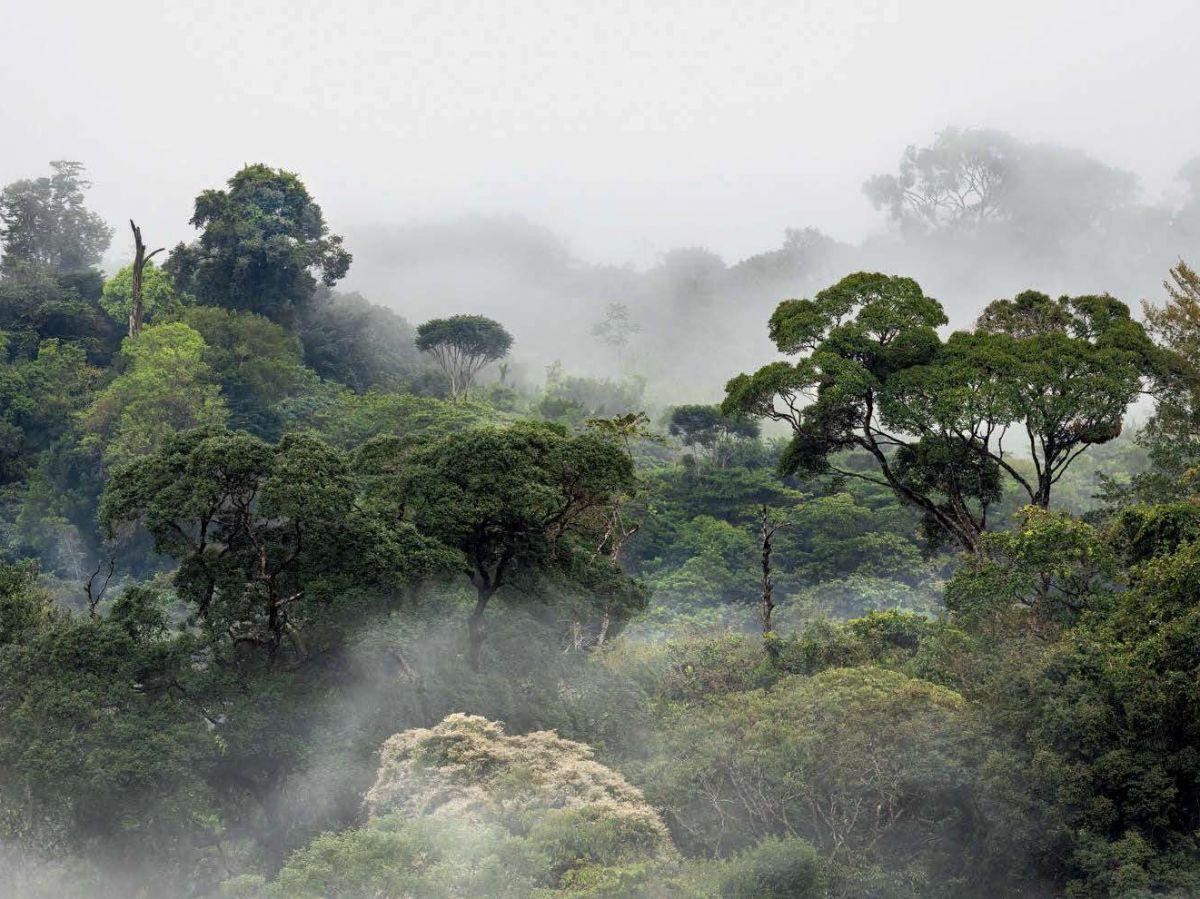 CO2 Favorise Croissance des Arbres en Amazonie CO2 Favorise Croissance des Arbres en Amazonie