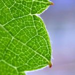 Feuille Semi-Artificielle Transforme CO2 en Produit Précieux Feuille Semi-Artificielle Transforme CO2 en Produit Précieux